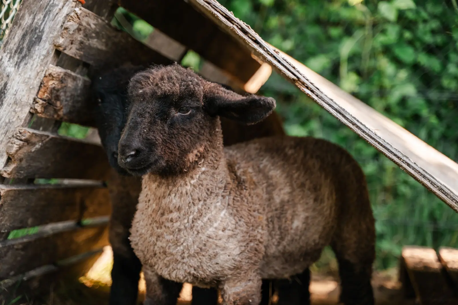 Schapen
