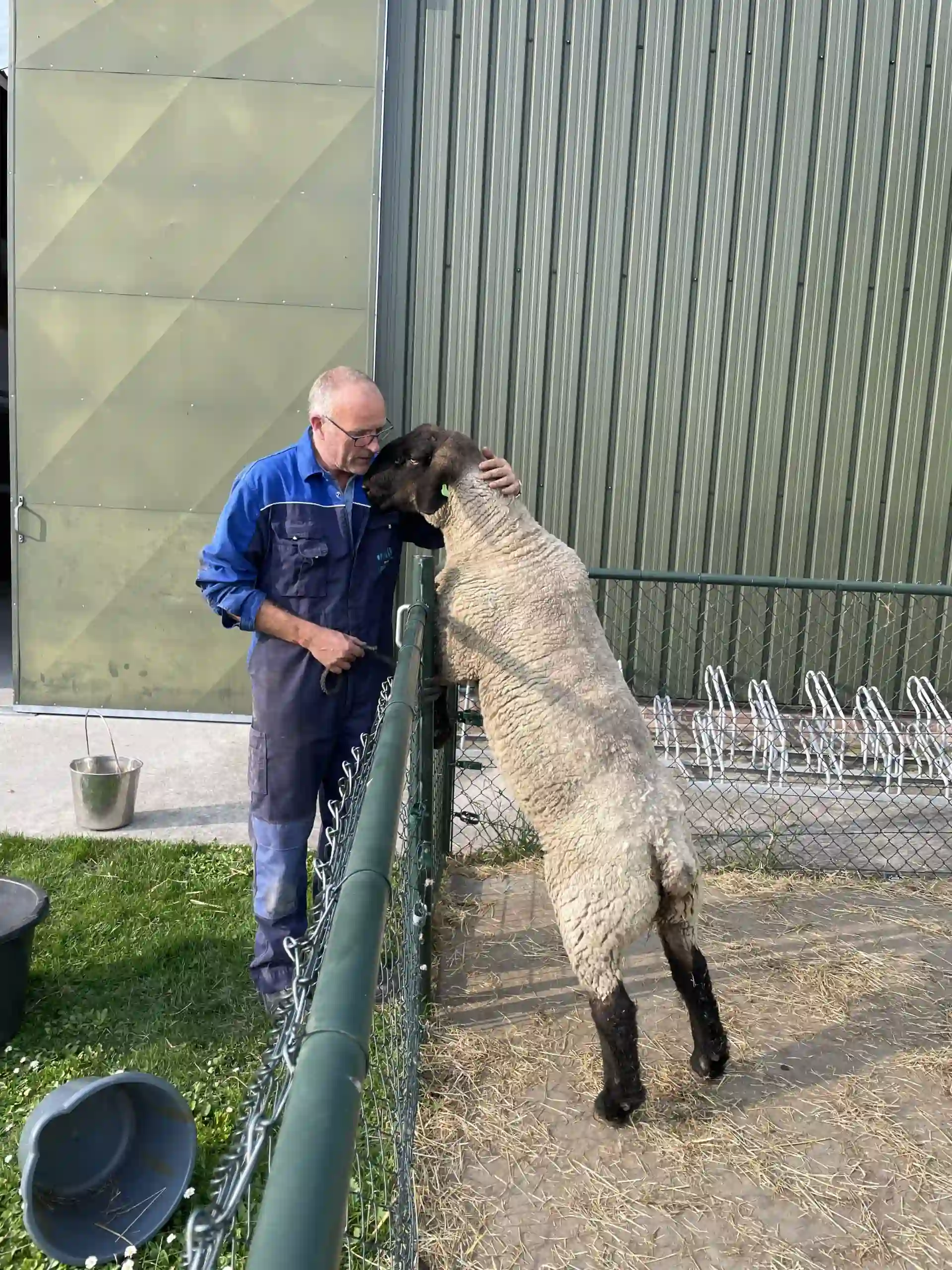 Dieren voeren