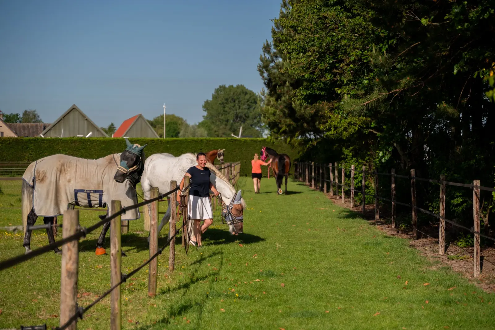 Paardenpension Het Platte Putje