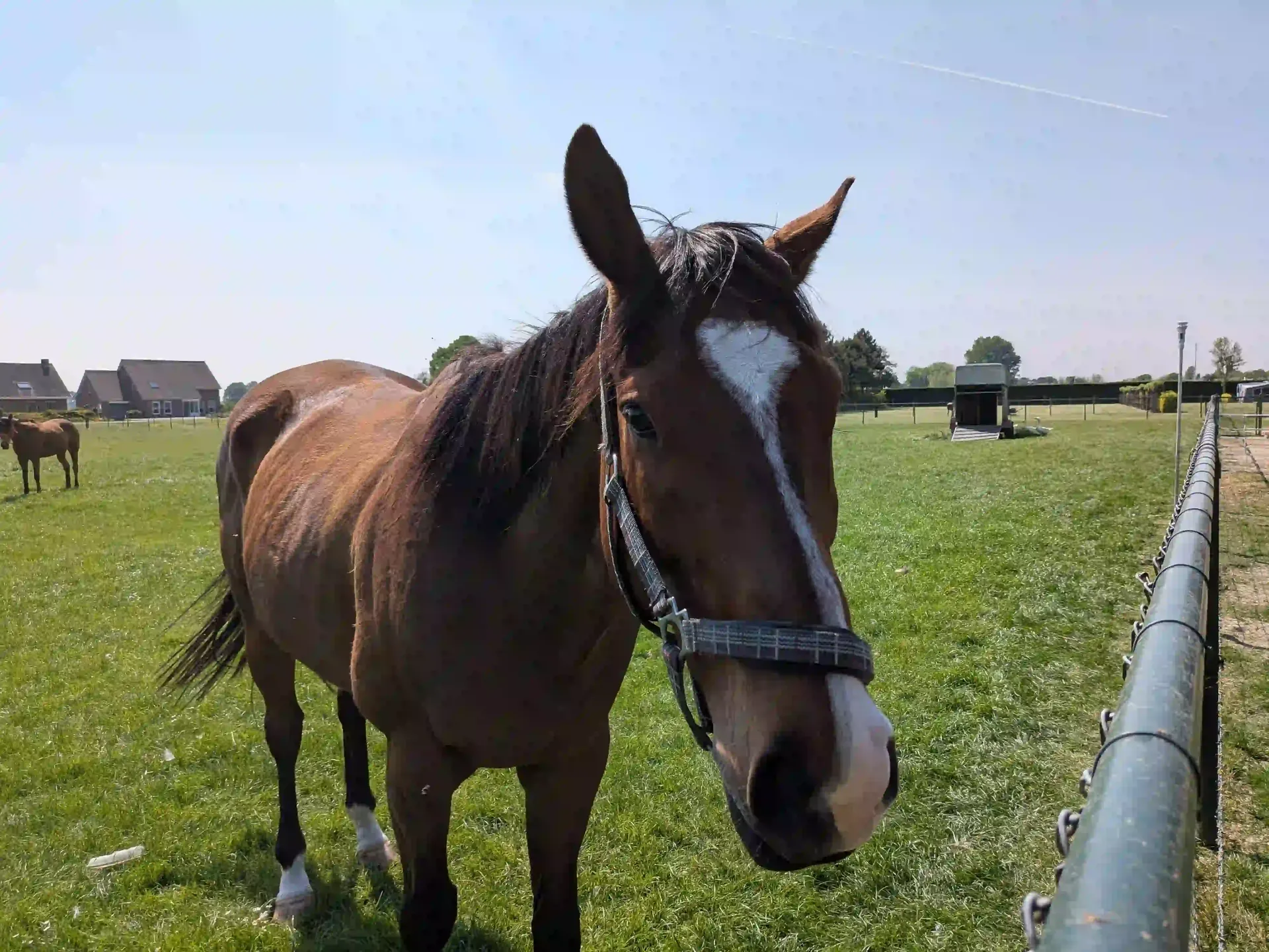 Paardenpension Zeeuws-Vlaanderen