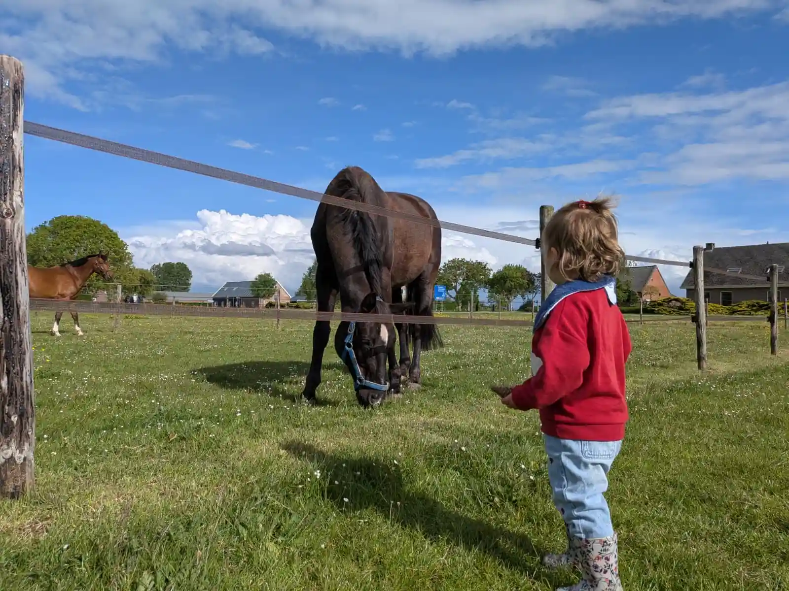 Paarden in de wei Zeeuws-Vlaanderen 2