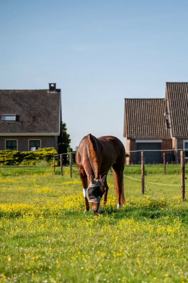 Paard in de wei bij het paardenpension van Het Platte Putje