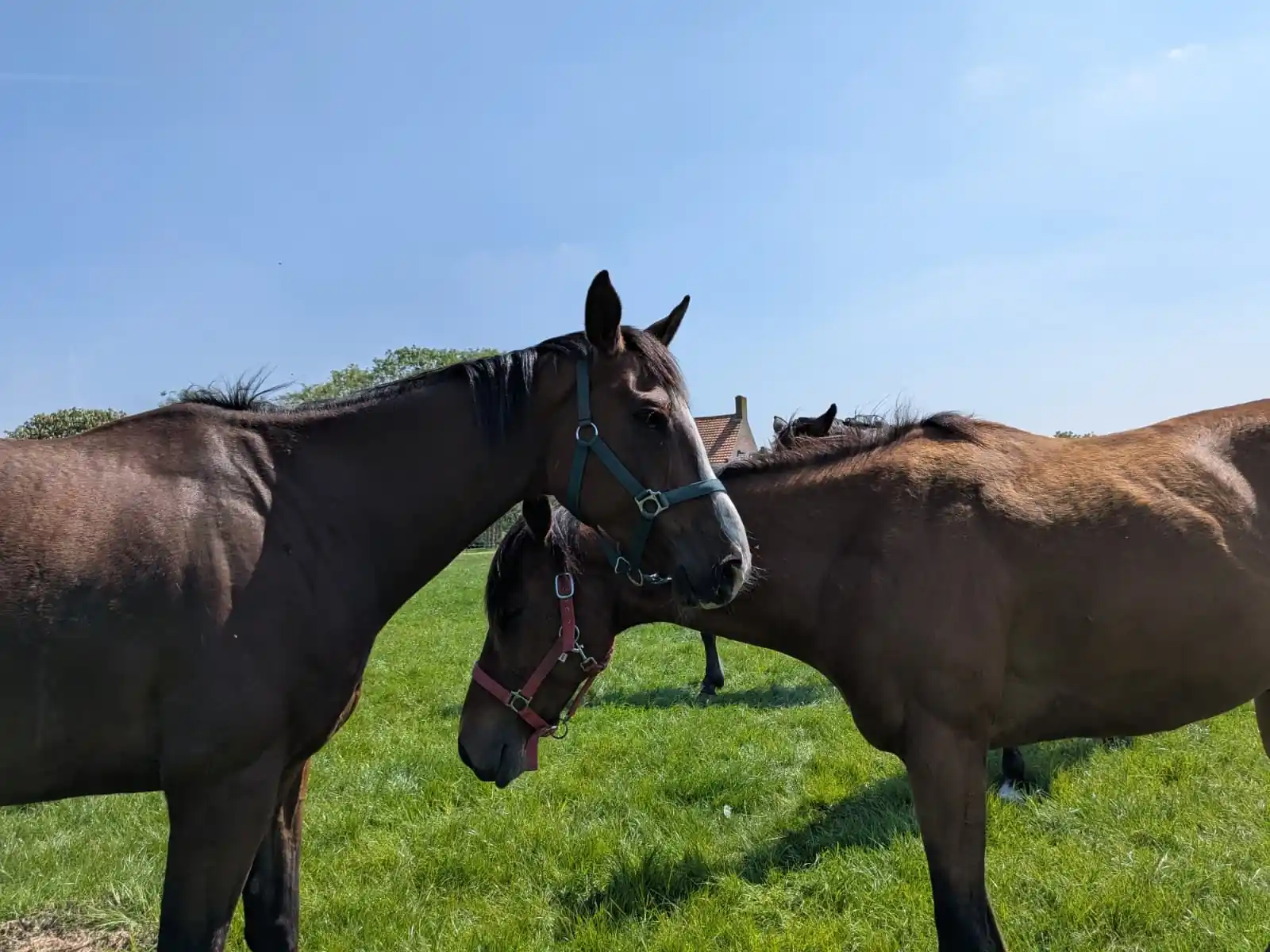 Paarden in de wei Zeeuws-Vlaanderen