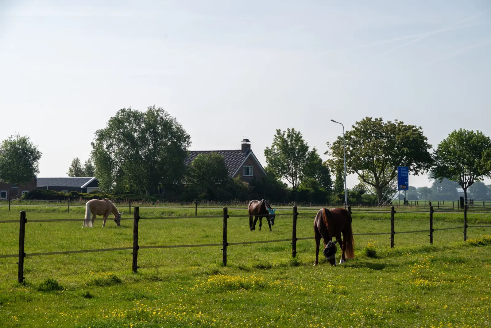 Paarden in de wei Zeeuws-Vlaanderen 4
