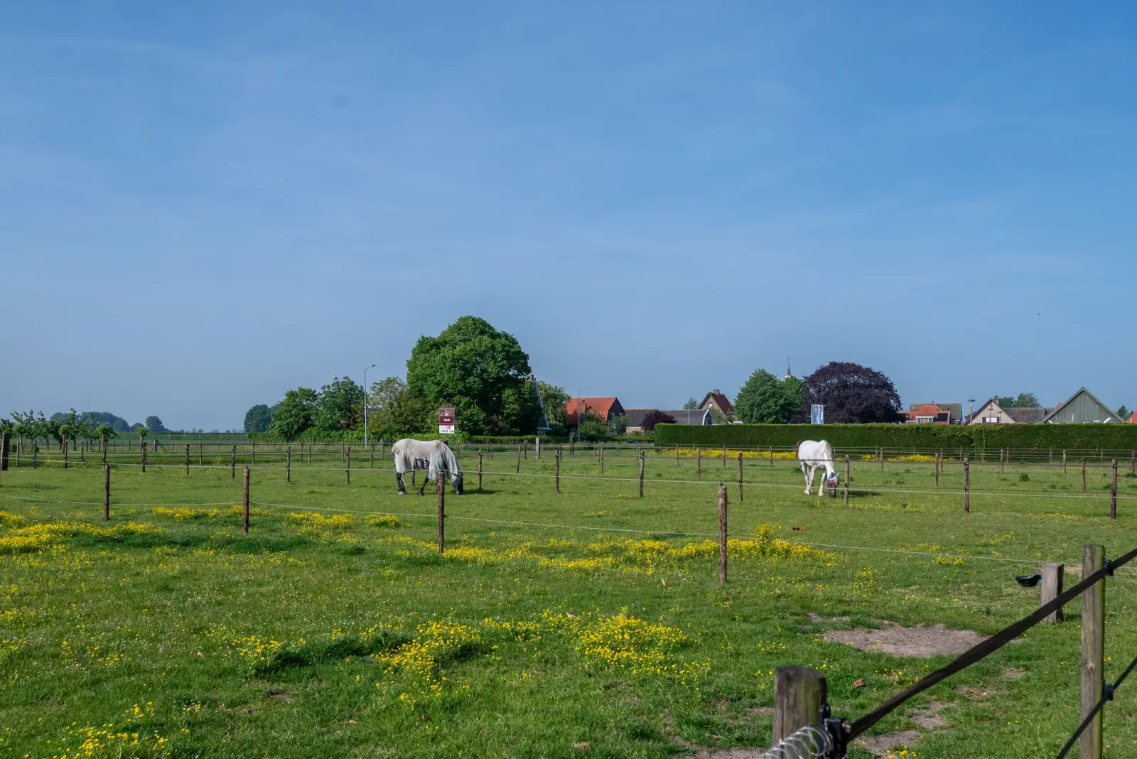 Paarden in de wei Zeeuws-Vlaanderen 1