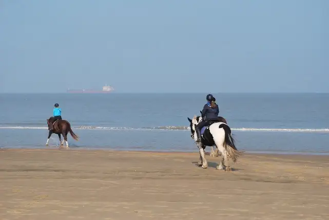 Strand toegankelijk voor paarden Zeeuws-Vlaanderen 1